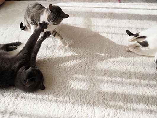 ケンカする猫