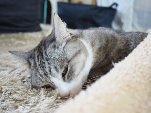 寒がり猫