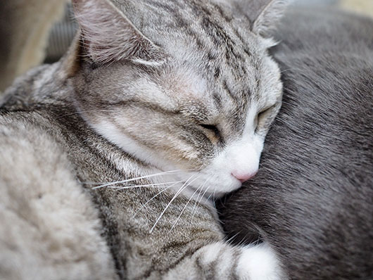 ぴっとりする猫