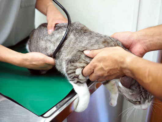 病院で検査する猫