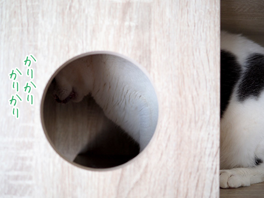 ねこ3
