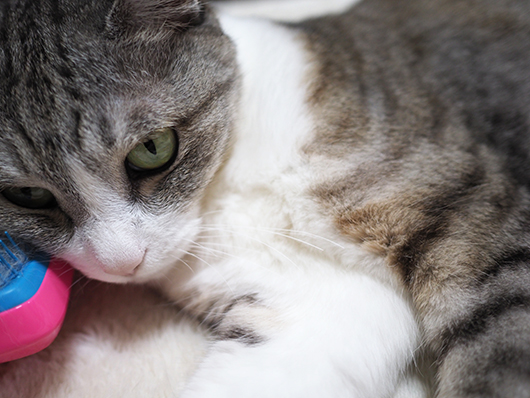 ねこ3