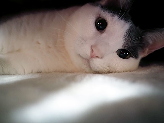 コタツの中の猫