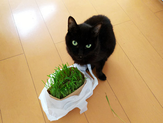 猫草を食べる猫