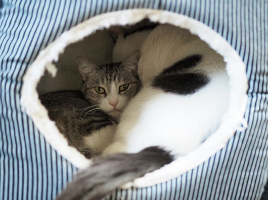 キャットハウスの中の猫