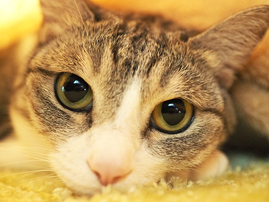 毛布の中の猫
