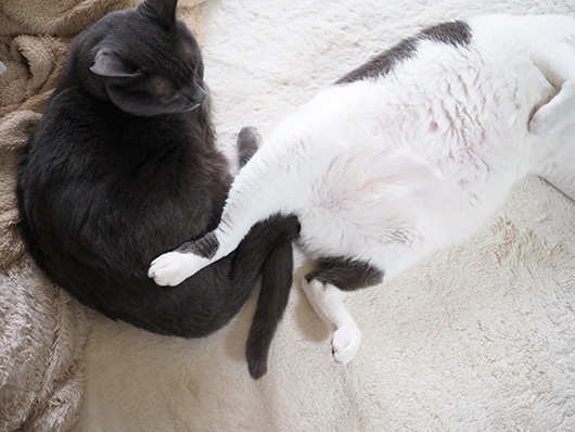 キックする猫