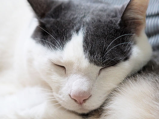 眠る猫