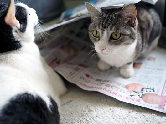 新聞紙の上の猫