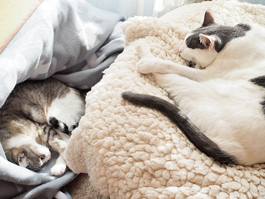 眠る猫