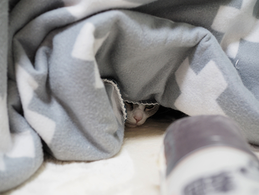 狙っている猫