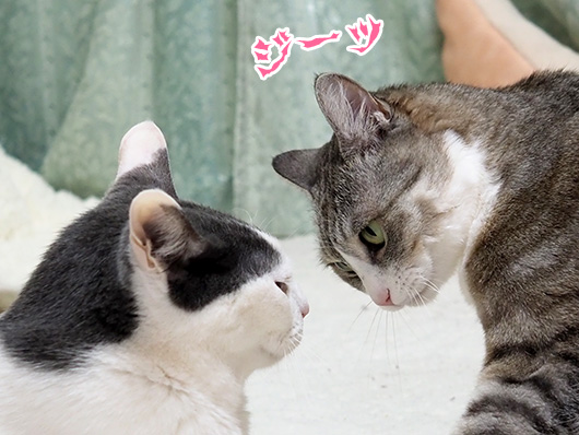 にらみ合う猫