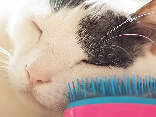 薄目で見ている猫