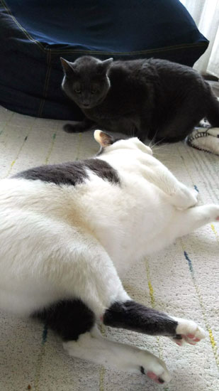 猫のケンカ