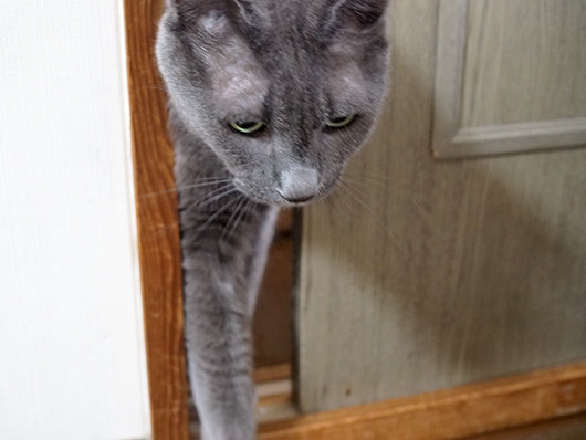 閉じ込められた猫