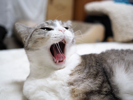 あくびする猫