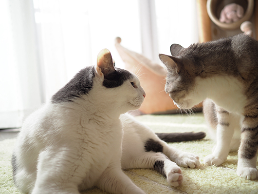 仲良しの猫