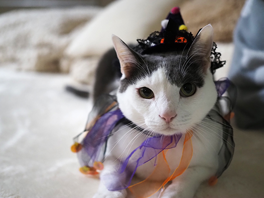 ハロウィンの猫