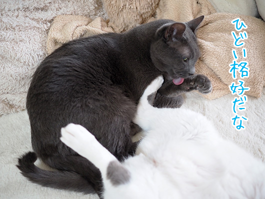 ケンカする猫