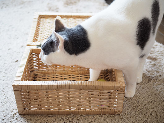 カゴと猫