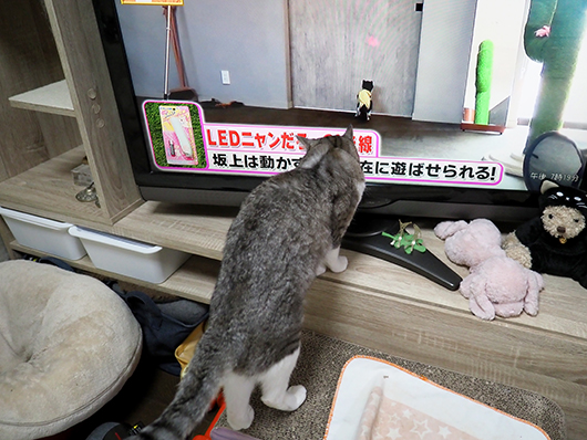 つられちゃったのね ねこ３生活 Powered By ライブドアブログ