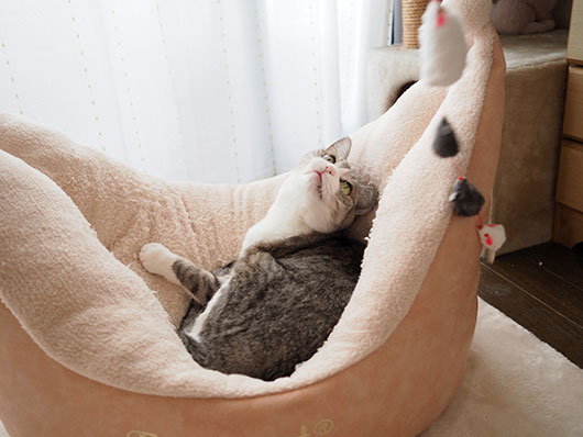猫じゃらしで遊ぶ猫