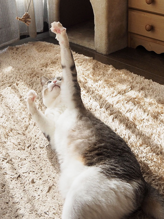 猫じゃらしで遊ぶ猫