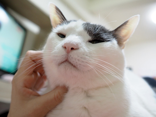 ハチワレ猫