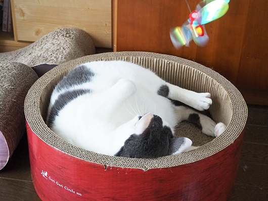 猫じゃらしで遊ぶ猫