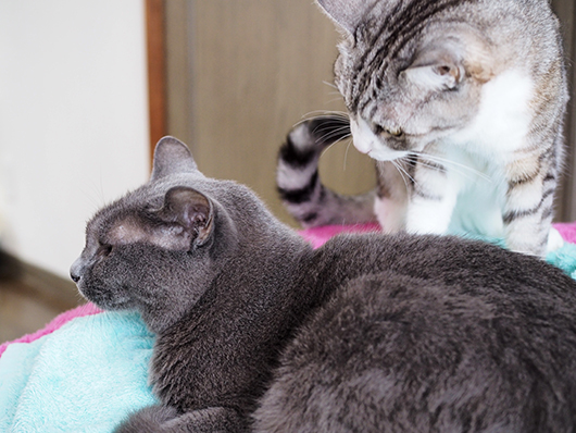ケンカする猫