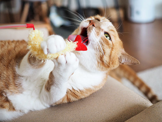 イッチャマンさんちのねこさん
