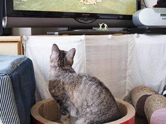 テレビを観る猫
