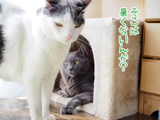 キャットハウスの中の猫