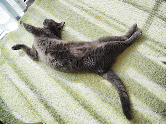 日向ぼっこする猫