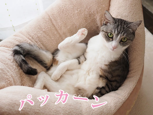 サバ白の猫