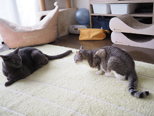 ねこ3