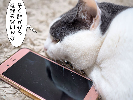 スマホ好きの猫