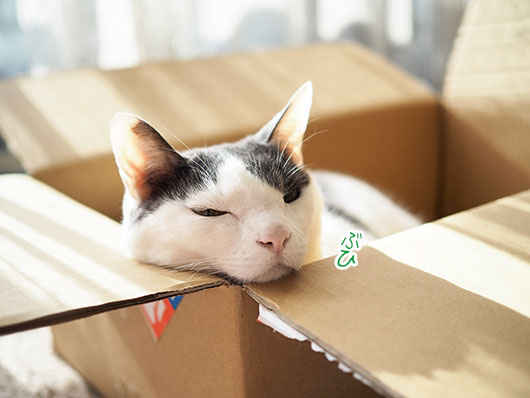 箱の中の猫