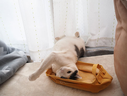 猫じゃらしで遊ぶ猫