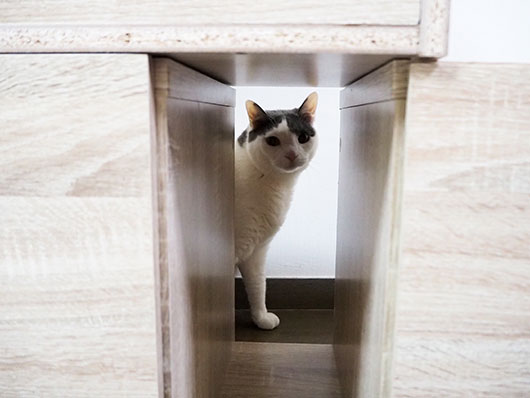 のぞき込む猫