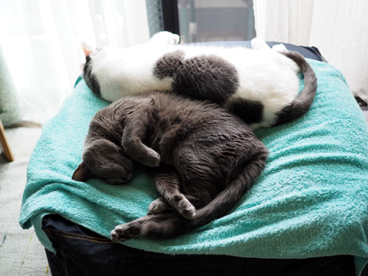 仲良く眠る猫