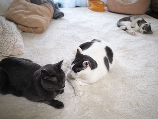 ねこ3