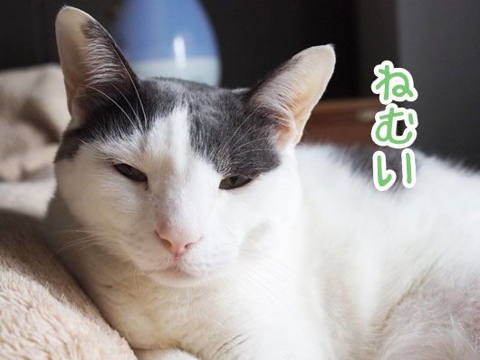 眠い猫