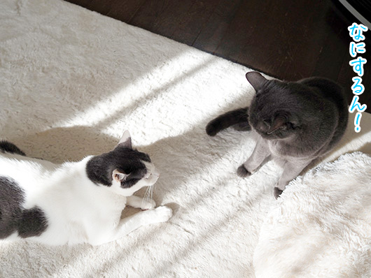 ケンカする猫
