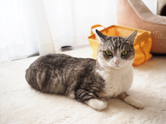 サバ白の猫