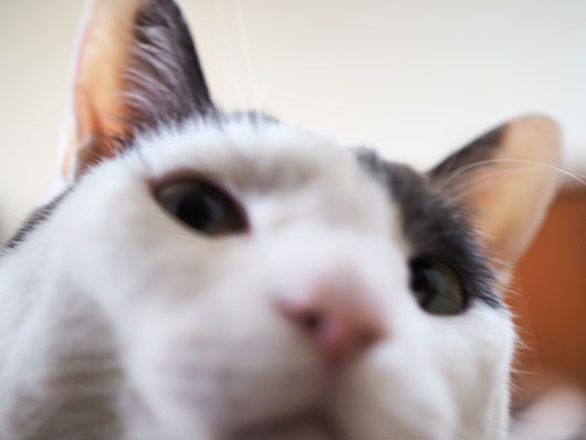 覗き込む猫