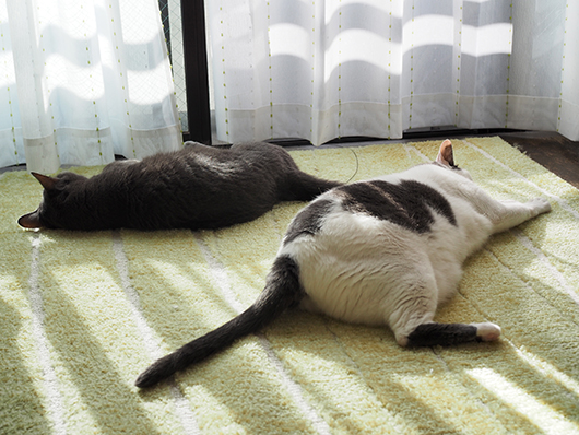 日向ぼっこする猫