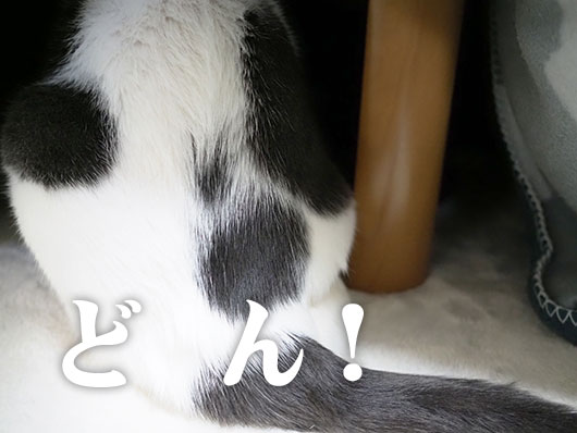 コタツ猫