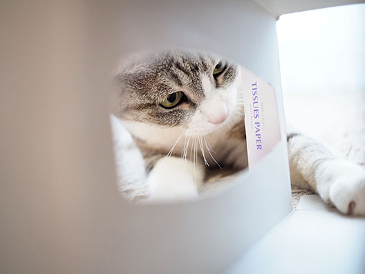 ティッシュボックスと猫