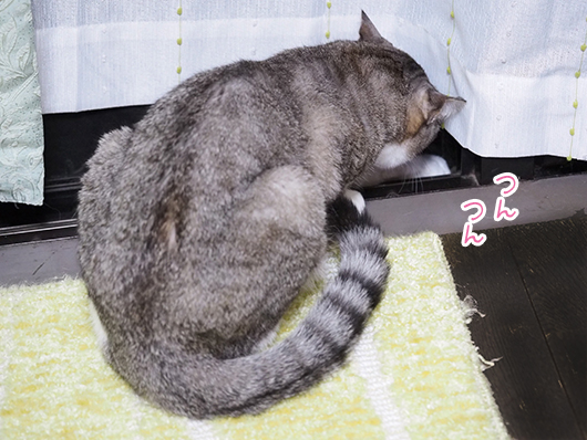窓の外が気になる猫